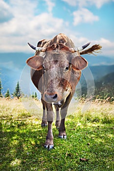 Cow close up on a high mountain pasture