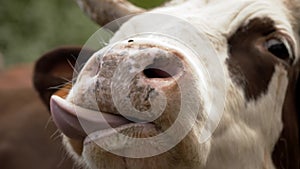 cow. close-up. muzzle of a cow. the cow is licking, chewing. there are many flies flying around the muzzle of a cow