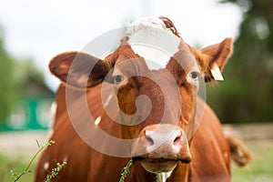 Cow close up. Portrait of a brown cow with a white spot on its head