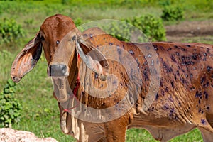 Cow close up suffering from Lumpy skin disease