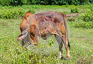 Cow close up suffering from Lumpy skin disease