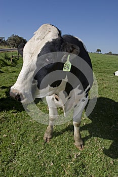 Cow closeup