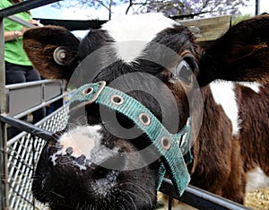 Cow closeup