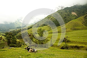 Cow in Cocora Valley photo