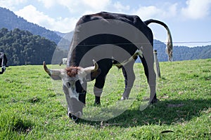 Cow on Colombian mountains photo