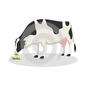 Cow Color Illustration Cartoon Design