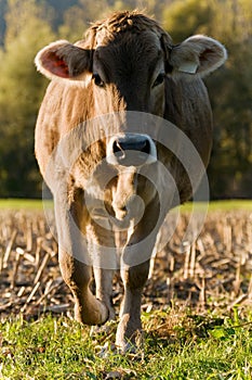 Cow coming closer