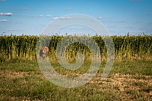 Cow in the Corn Fields