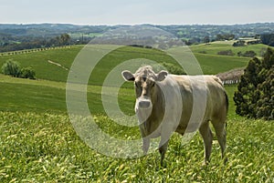 Cow in countryside