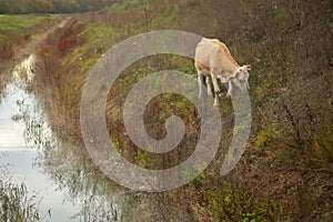 Cow in countryside