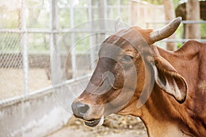 Cow in the countryside zoo.