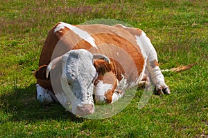 Cow, covered with flies, sleeps on a green meadow