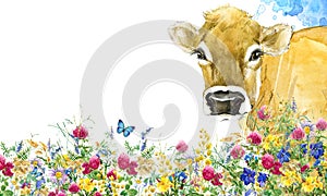 Cow. Cow watercolor illustration. Milking Cow Breed.