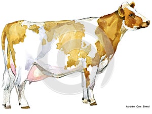 Cow. Cow watercolor illustration. Milking Cow Breed. Ayrshire Cow Breed.