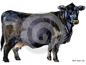 Cow. Cow watercolor illustration. Milking Cow Breed. Black Angus Cow Breed