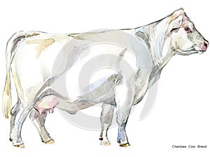 Cow. Cow watercolor illustration. Milking Cow Breed. Charolais Cow Breed