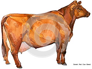 Cow. Cow watercolor illustration. Milking Cow Breed. Danish Red Cow Breed