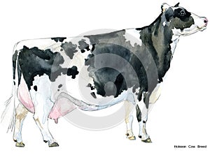 Cow. Cow watercolor illustration. Milking Cow Breed. Holstein Cow Breed photo