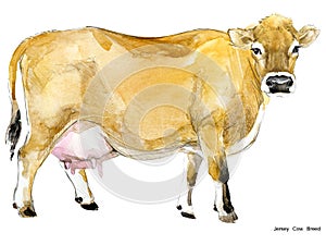 Cow. Cow watercolor illustration. Milking Cow Breed. Jersey Cow breed