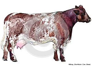 Cow. Cow watercolor illustration. Milking Cow Breed. Shorhthorn Cow Breed
