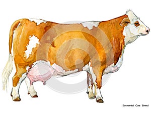 Cow. Cow watercolor illustration. Milking Cow Breed. Simmental Cow Breed