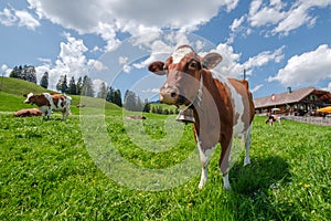 Cow with cowbell in an alpine meadow in the swiss alps in front of a farm with swiss flag
