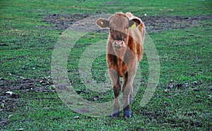 Cow. Cows. Farm Animals. Brown cow on a green field