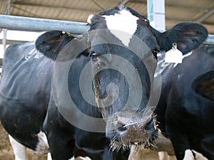 Cow in cowshed photo