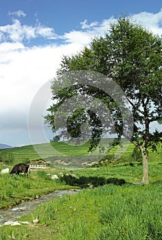 Cow creek tree blue sky white cloud distant mountain