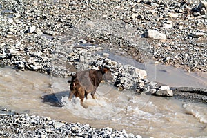 A cow crosses a fast mountain river