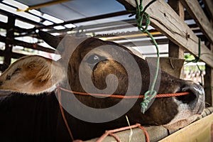 Cow crying in truck : sadness, fear