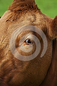 Cow with a curious eye