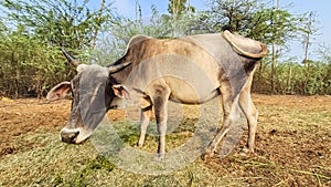 Cow. Cute Cow Standing In Greenery. photo