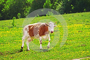 View of young cow on the dandelion field