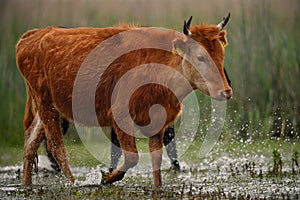 Cow in Danube Delta