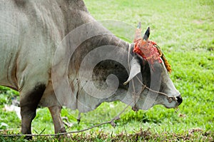 Cow with decorated horn