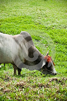 Cow with decorated horn