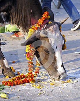 Cow decorated with marigolds