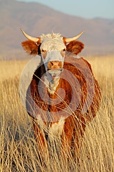 Cow In Desert Pasture