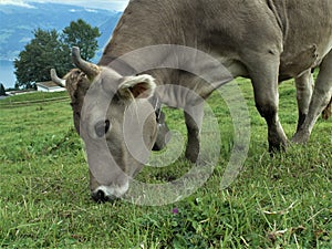 Cow in detail grazing grass alp meadow