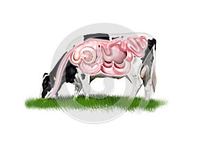Cow digestive system