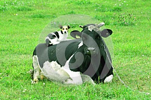 Cow and dog - frienship between species photo