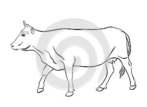 Cow drawing with floral ornament decoration