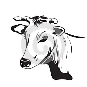 Cow drawing ornament decoration