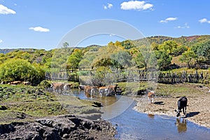 Cow drink water in the creek