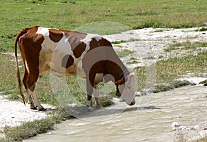 cow drinking in the mountain stream in the summer during the mou