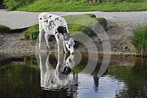 Cow drinking from pond, lake or river