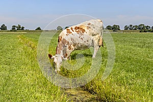 Cow drinking water on the bank of a creek, head down, a rustic country scene, in a green field in holland