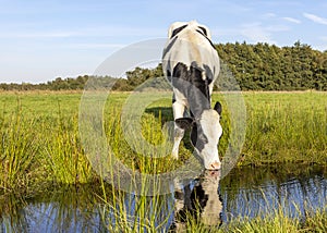 Cow drinking water on the bank of the creek a rustic country scene, reflection in a ditch