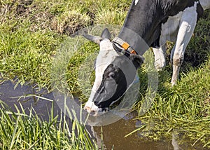 Cow drinking water on the bank of the creek a rustic country scene, reflection in the water